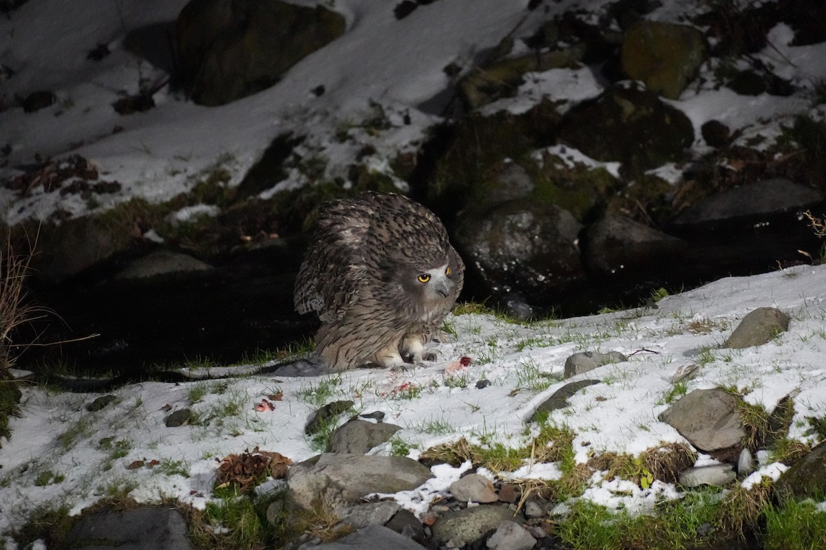 Blakiston's Fish-Owl (blakistoni) - ML646871113