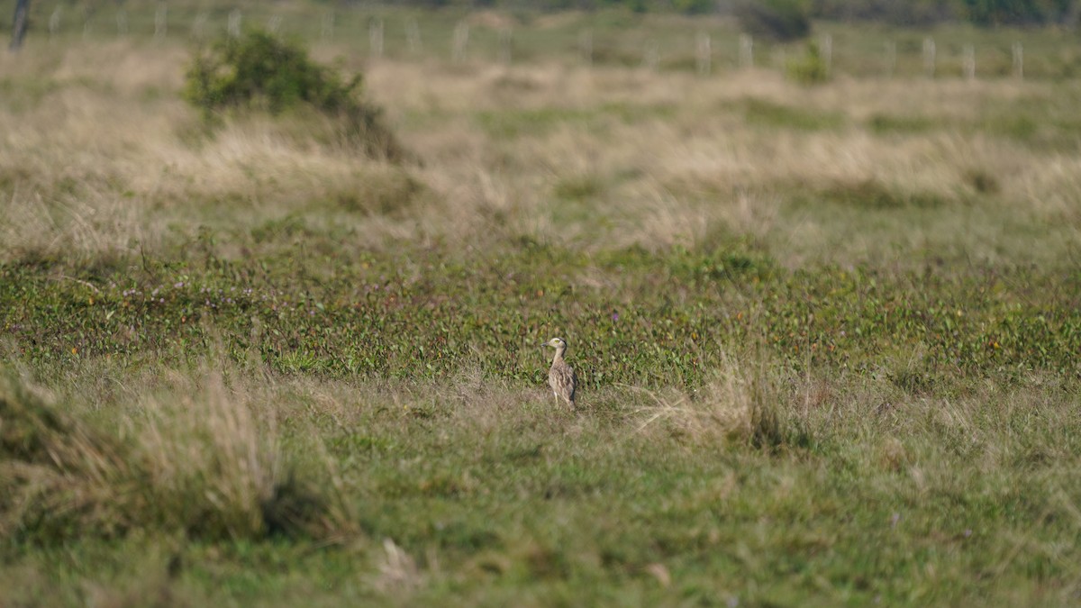マミジロイシチドリ - ML646871114