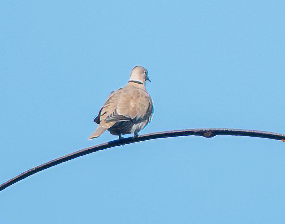 シラコバト - ML646871115