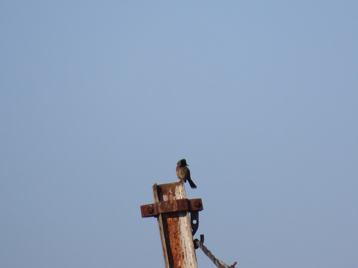 シリアカヒヨドリ - ML646871116