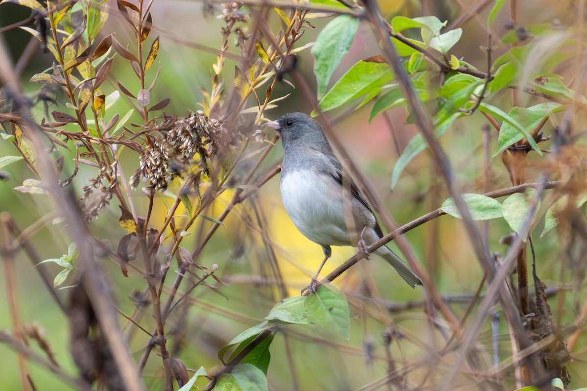 ユキヒメドリ - ML646871117