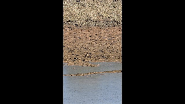 アメリカタヒバリ - ML646871118