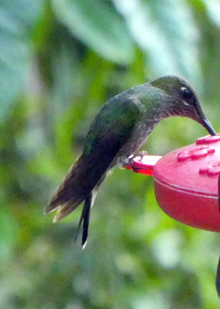 スミレビタイテリハチドリ - ML646871119