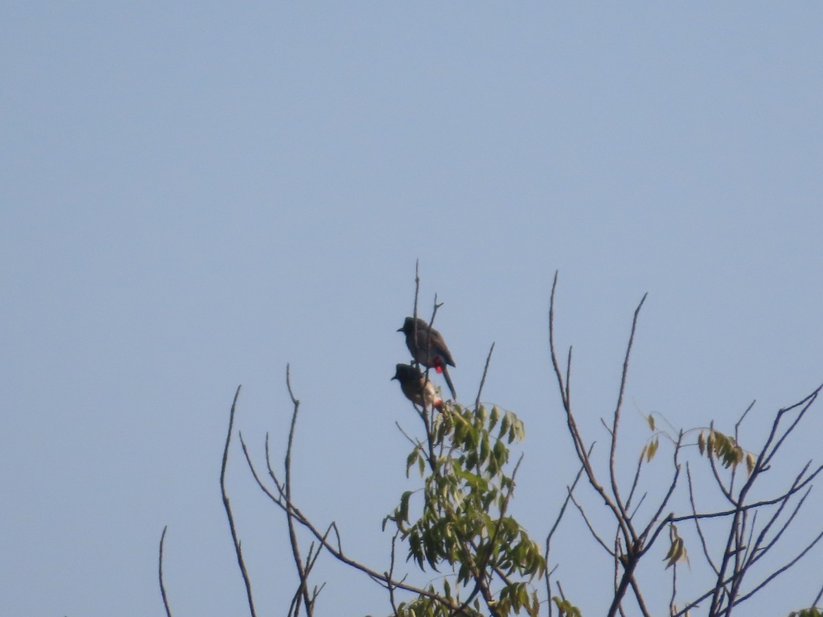 シリアカヒヨドリ - ML646871120