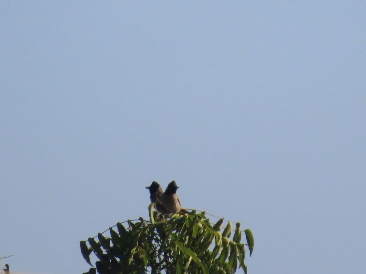 シリアカヒヨドリ - ML646871121