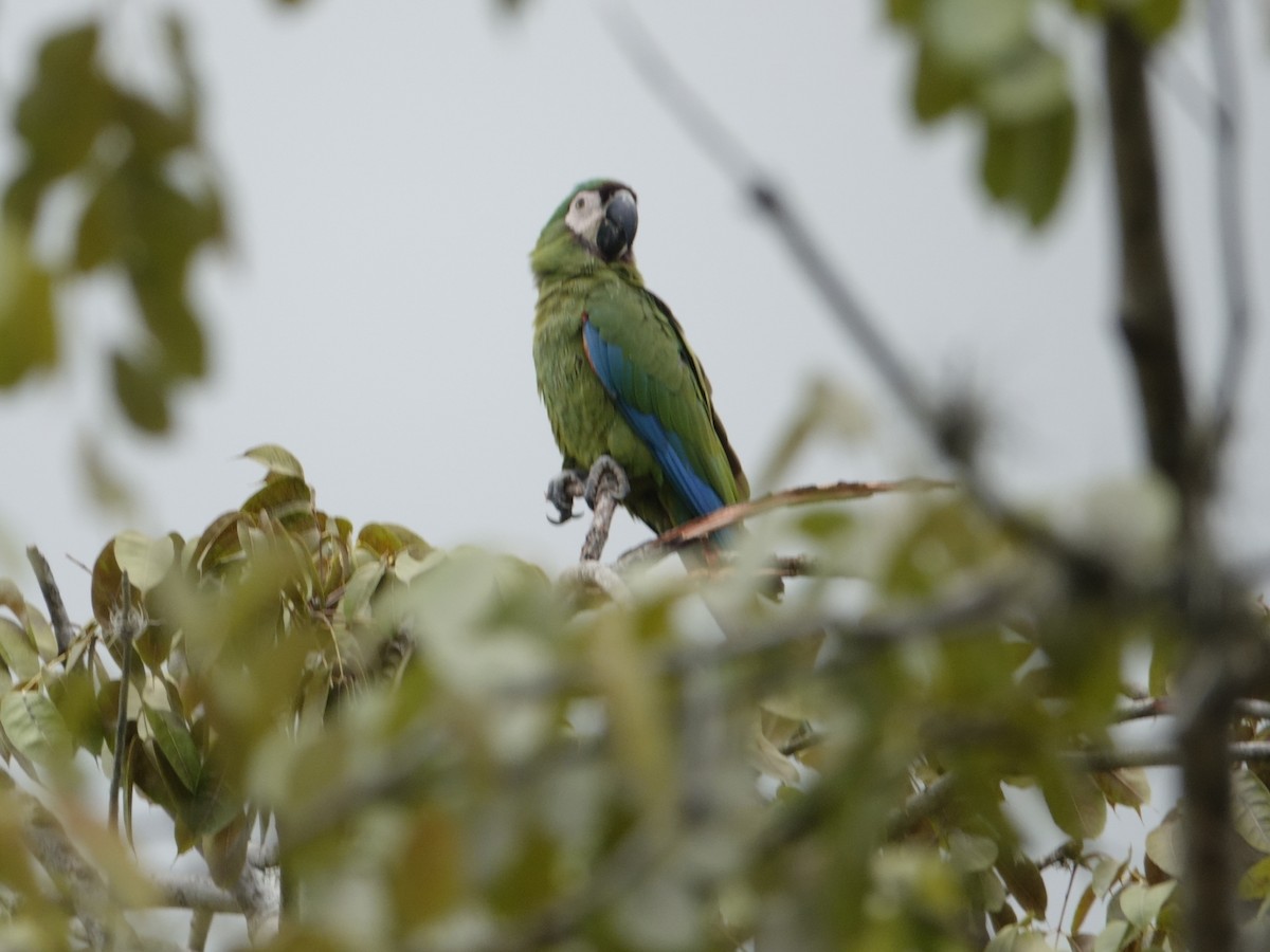 ヒメコンゴウインコ - ML646871122