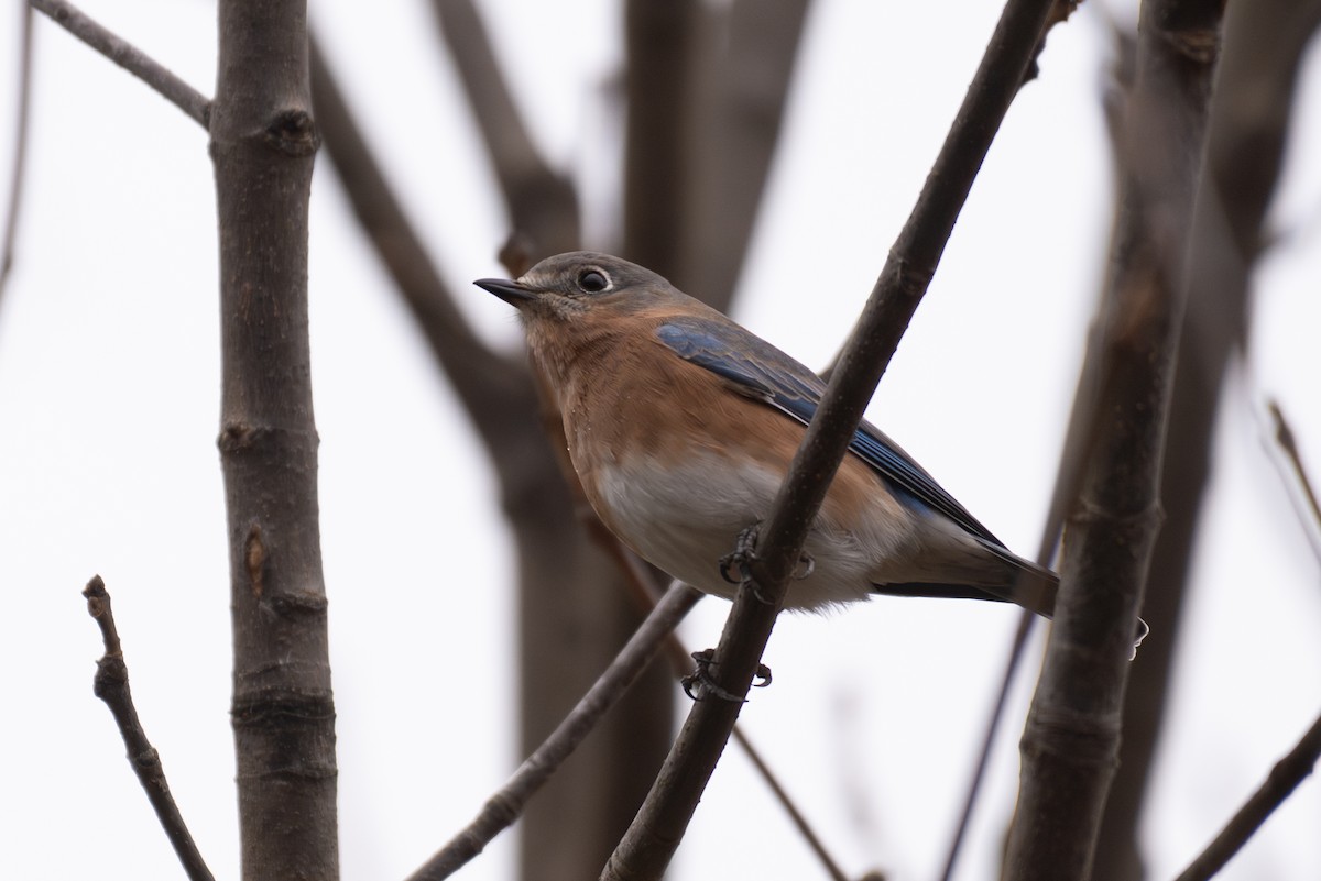 ルリツグミ - ML646871123