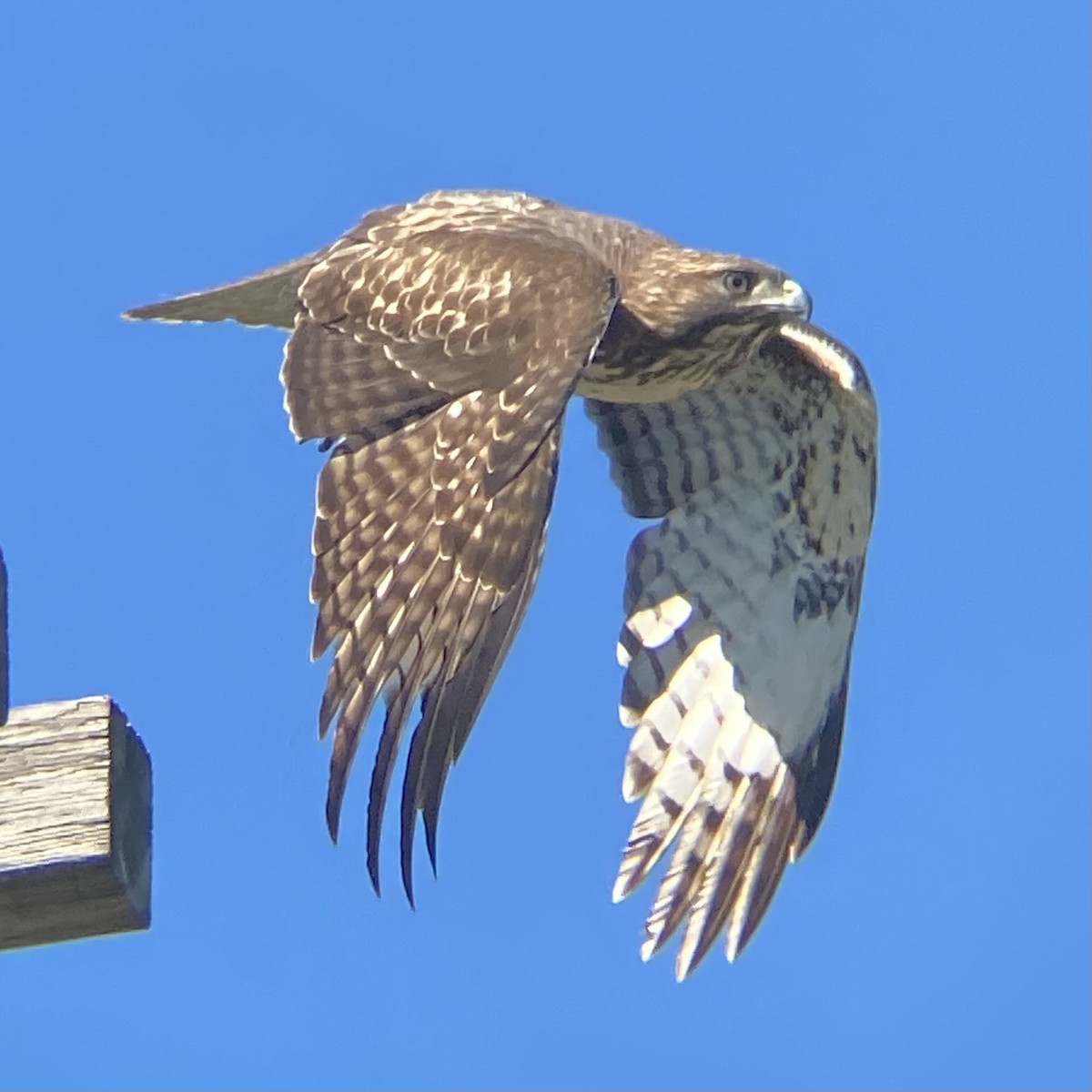 アカオノスリ（calurus／alascensis） - ML646871124