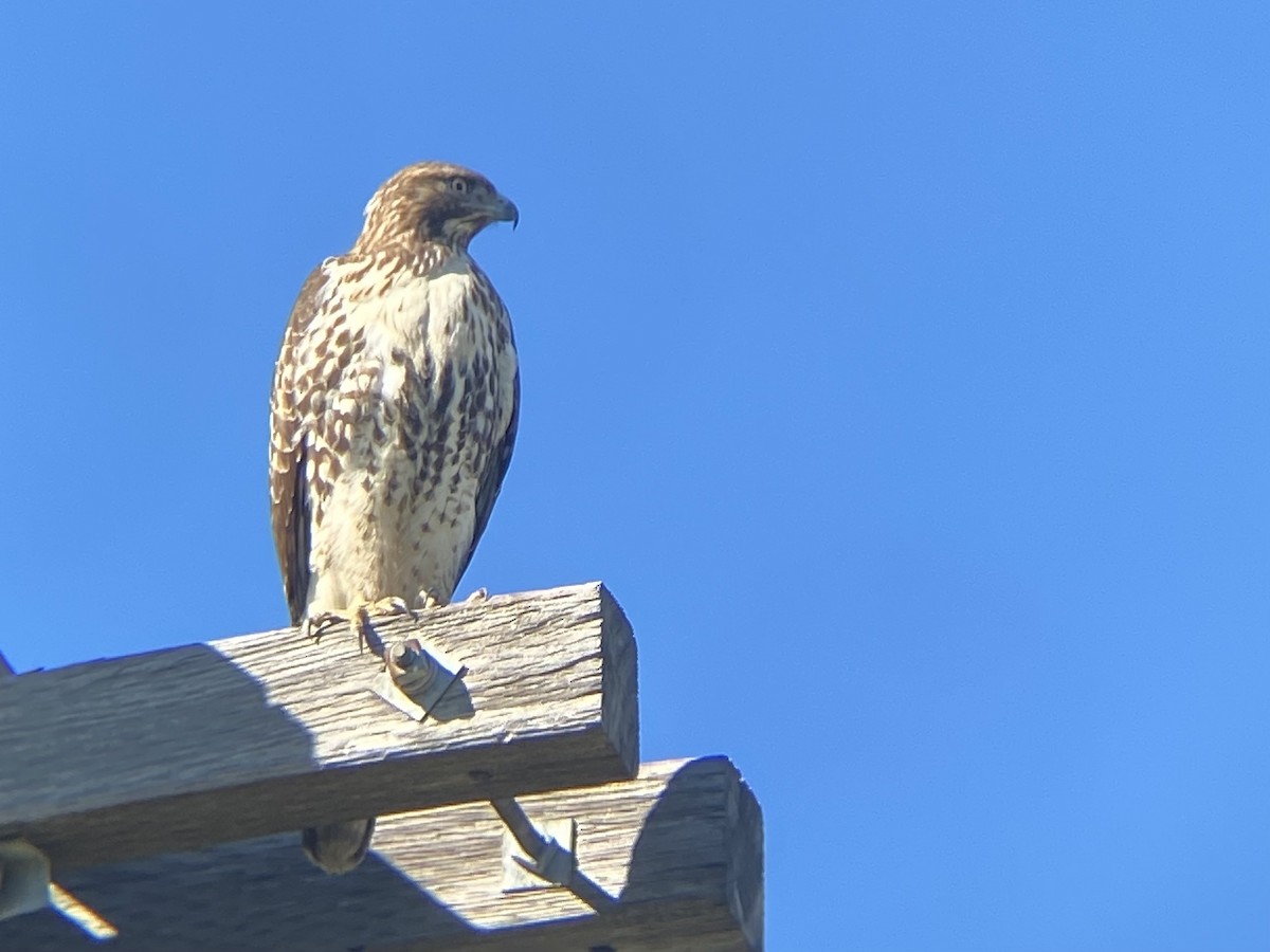 アカオノスリ（calurus／alascensis） - ML646871125