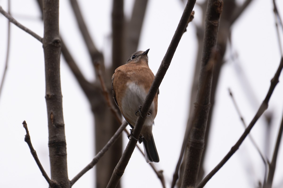 ルリツグミ - ML646871126