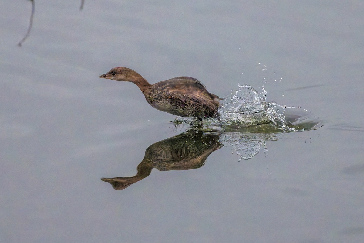 オビハシカイツブリ - ML646871127