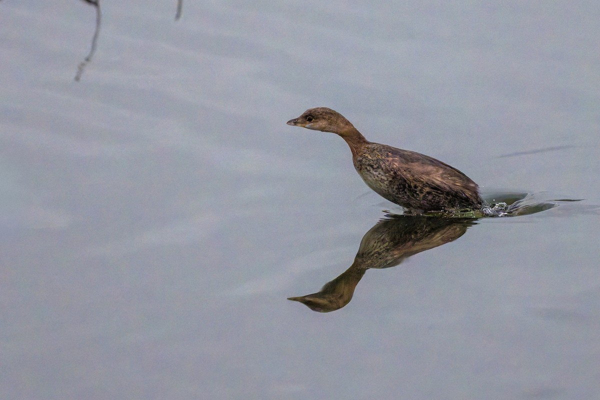 オビハシカイツブリ - ML646871128