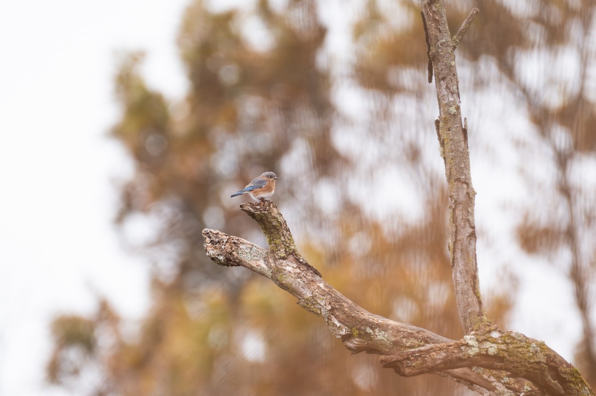 ルリツグミ - ML646871130