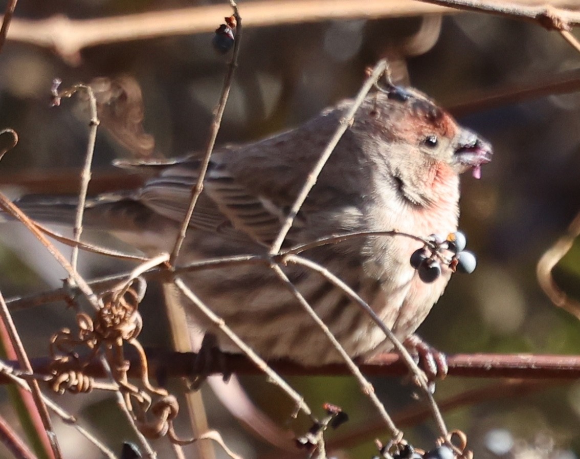 メキシコマシコ - ML646871131