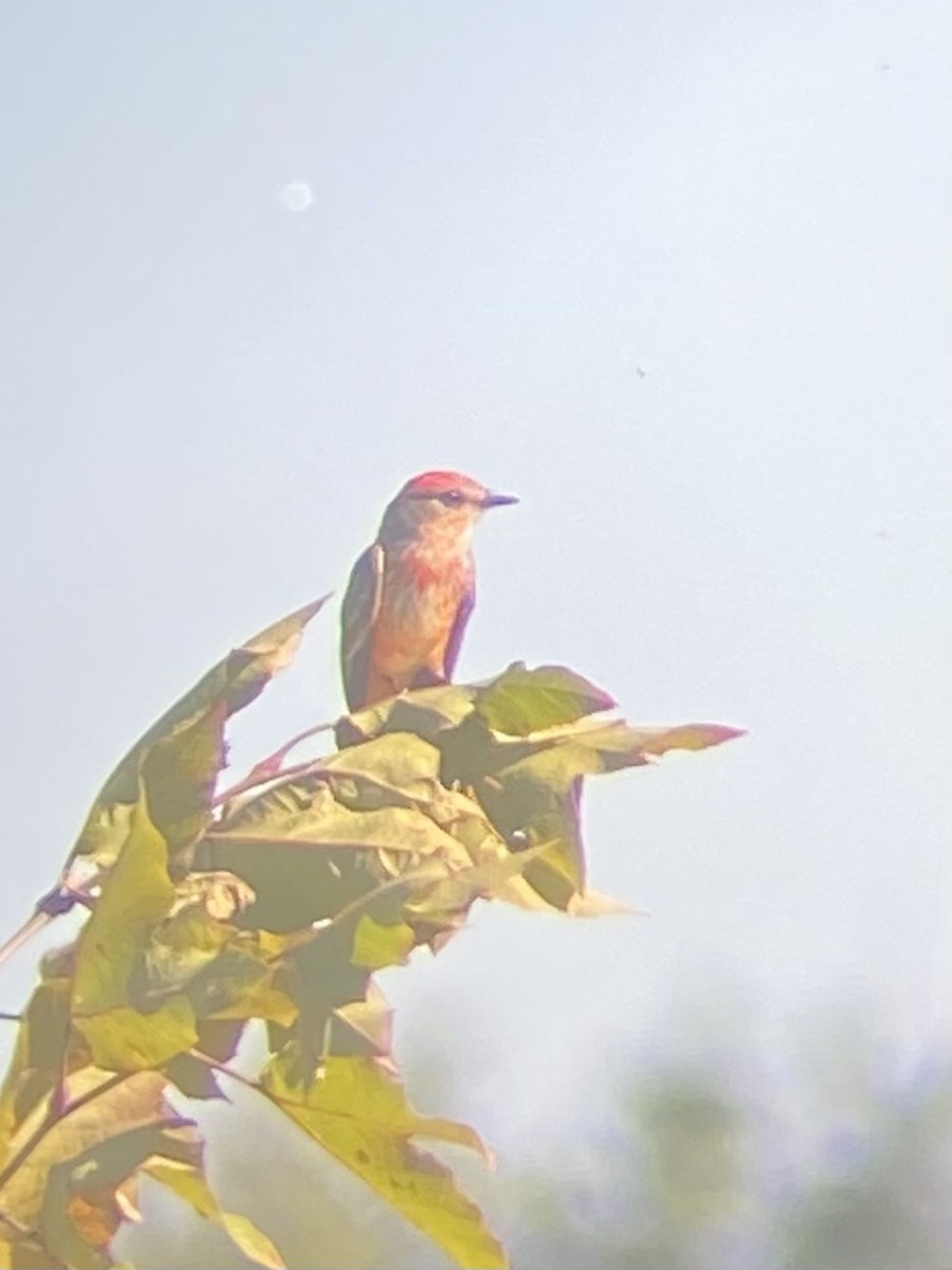 ベニタイランチョウ - ML646871132