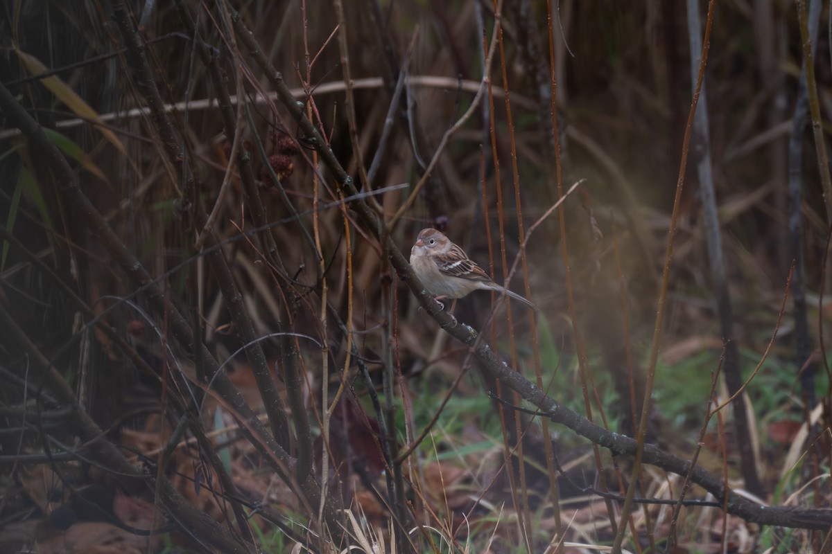 ヒメドリ - ML646871133