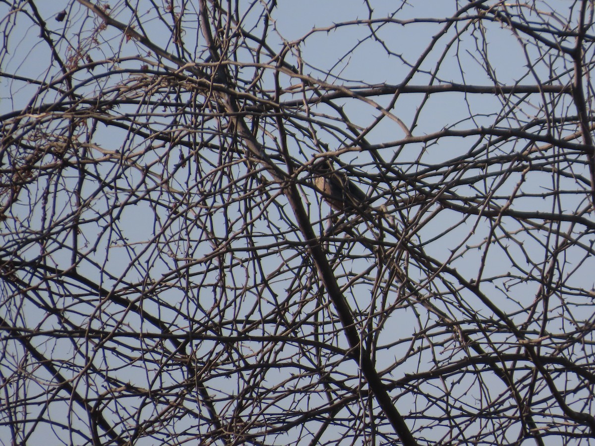 Розовый скворец - ML646871135