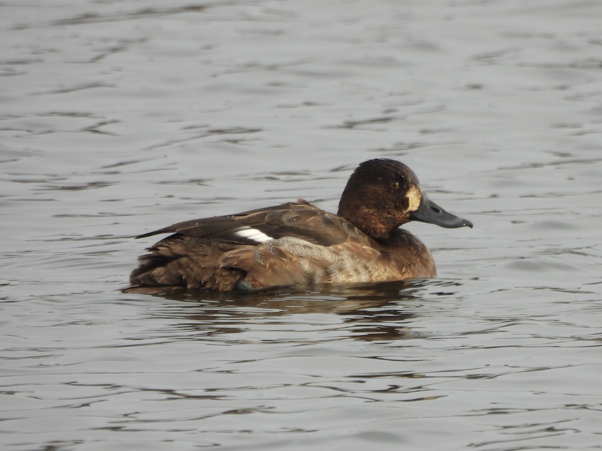 polák vlnkovaný - ML646871147