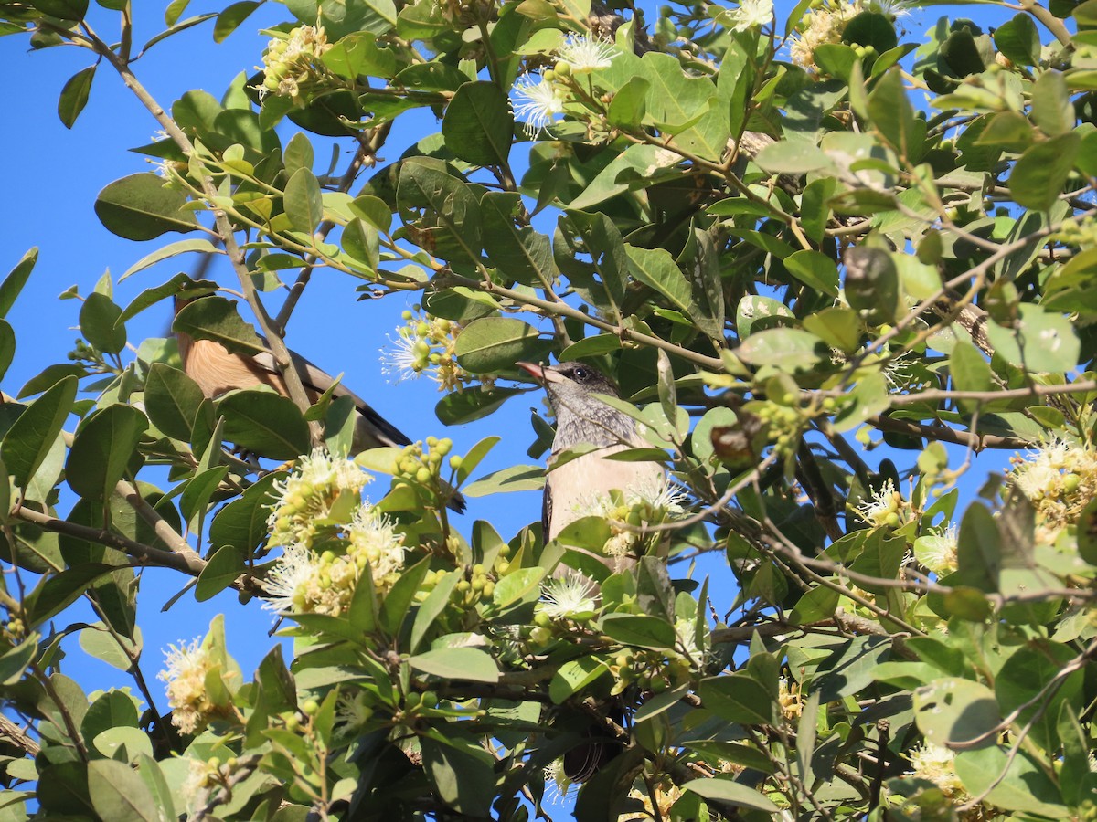 Розовый скворец - ML646871148