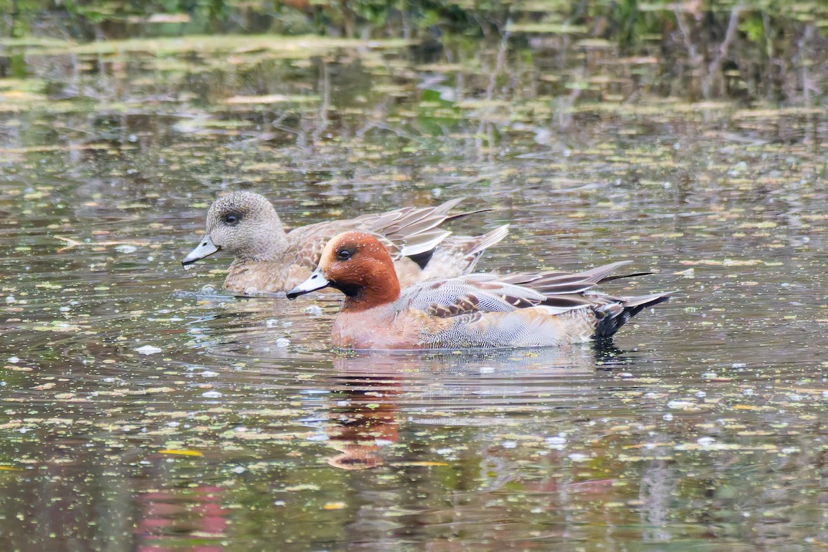 Eurasian Wigeon - ML646871150