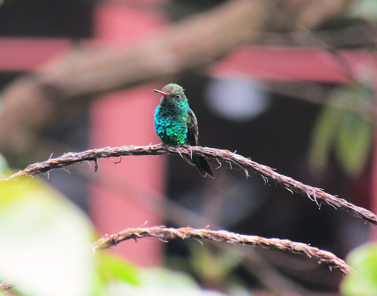 kolibřík Canivetův - ML646871151