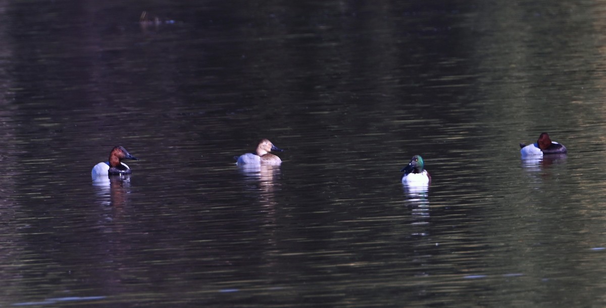 צולל ארוך-צוואר - ML646871154
