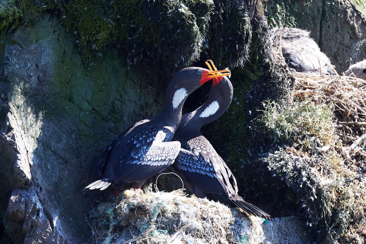 Баклан червононогий - ML646871158