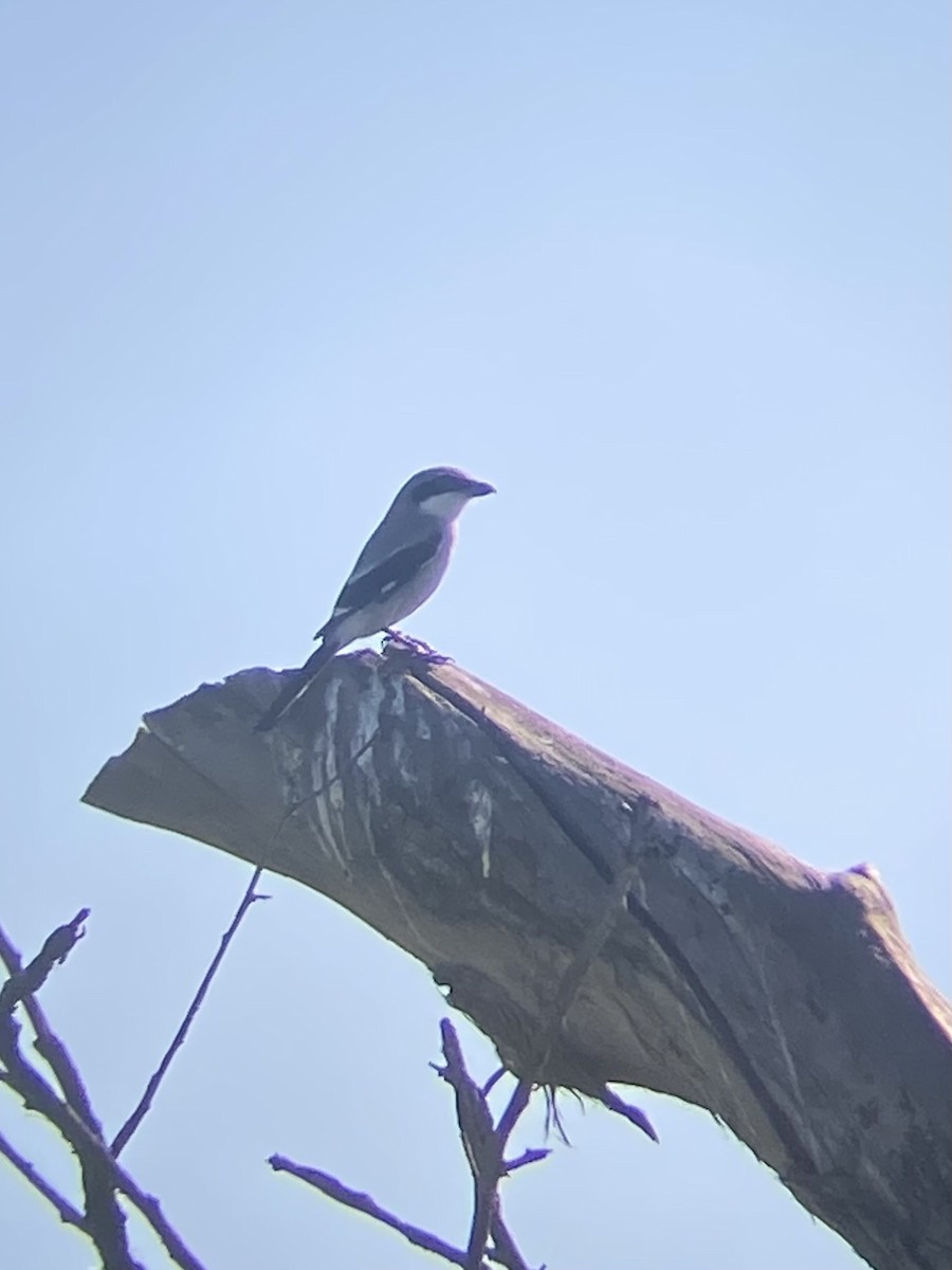 Loggerhead Shrike - ML646871159