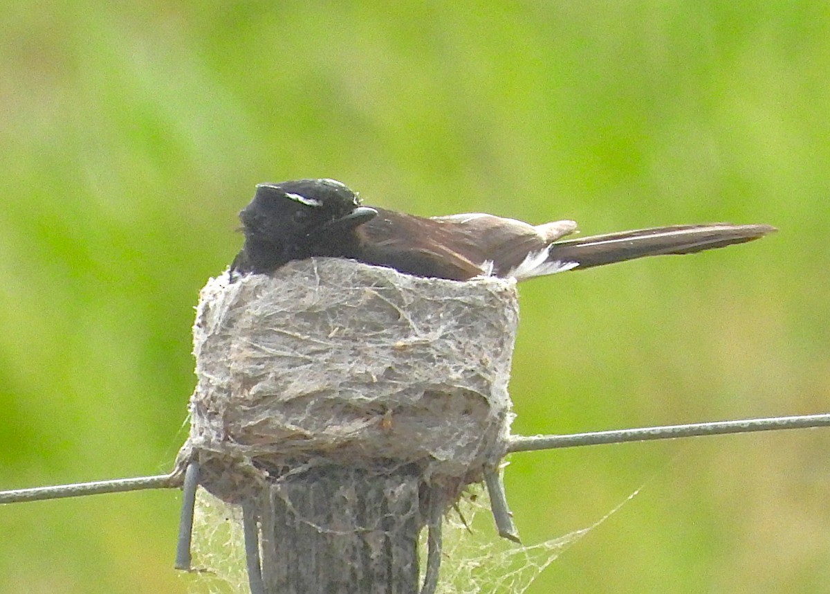 Чёрно-белая веерохвостка - ML646871160