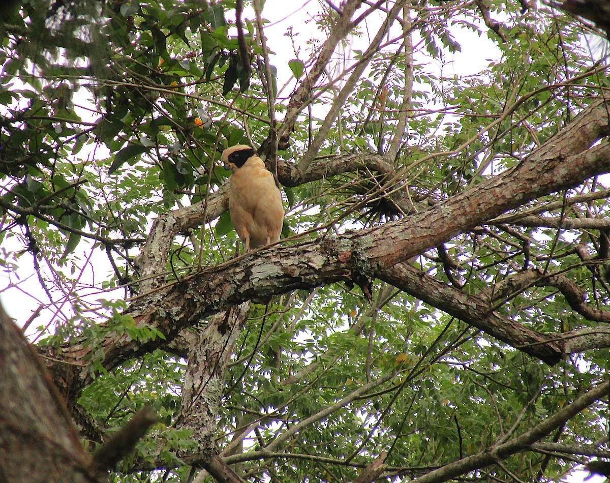 sokolec volavý - ML646871165