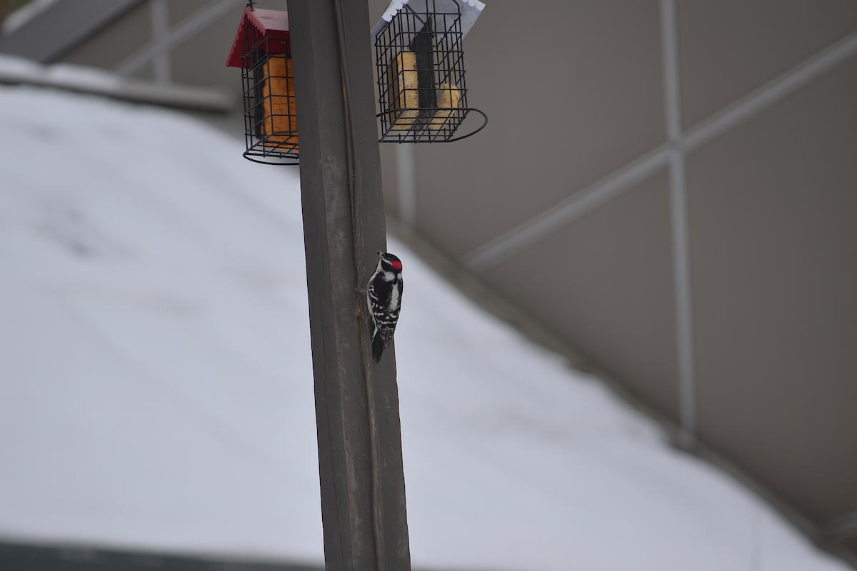 Downy Woodpecker - ML646871170