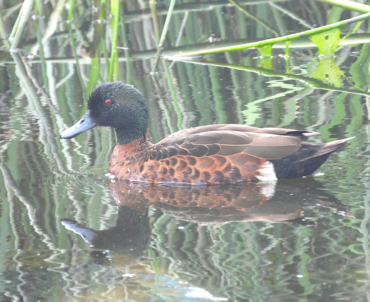 Каштановый чирок - ML646871171