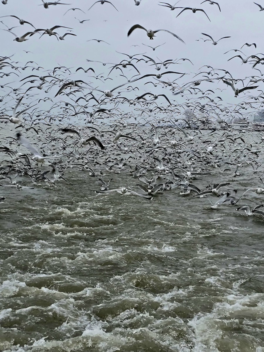 Ring-billed Gull - ML646871177