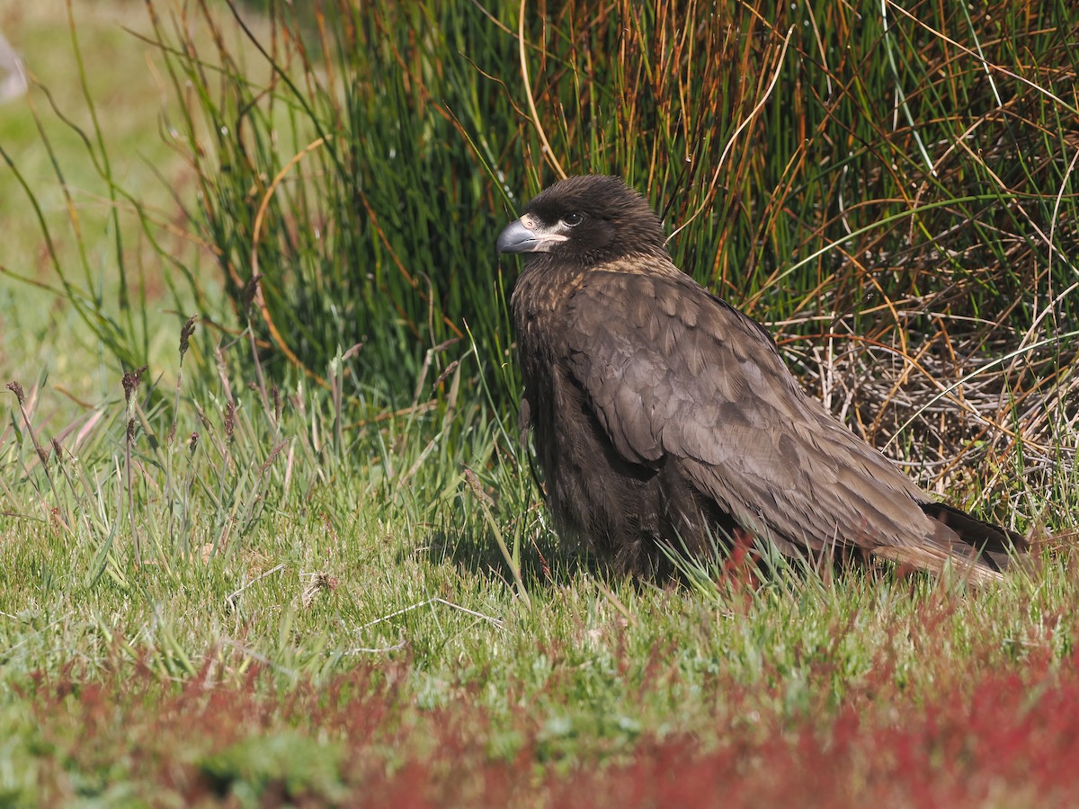 čimango falklandský - ML646871180