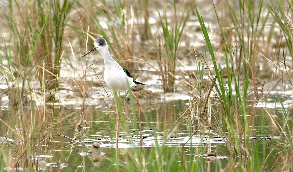 Black-winged Stilt - ML646871185