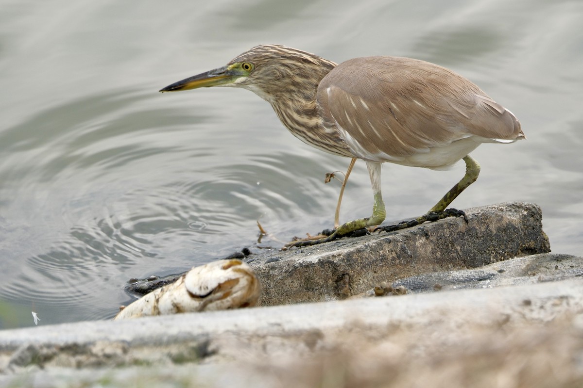 Chinese Pond-Heron - ML646871186