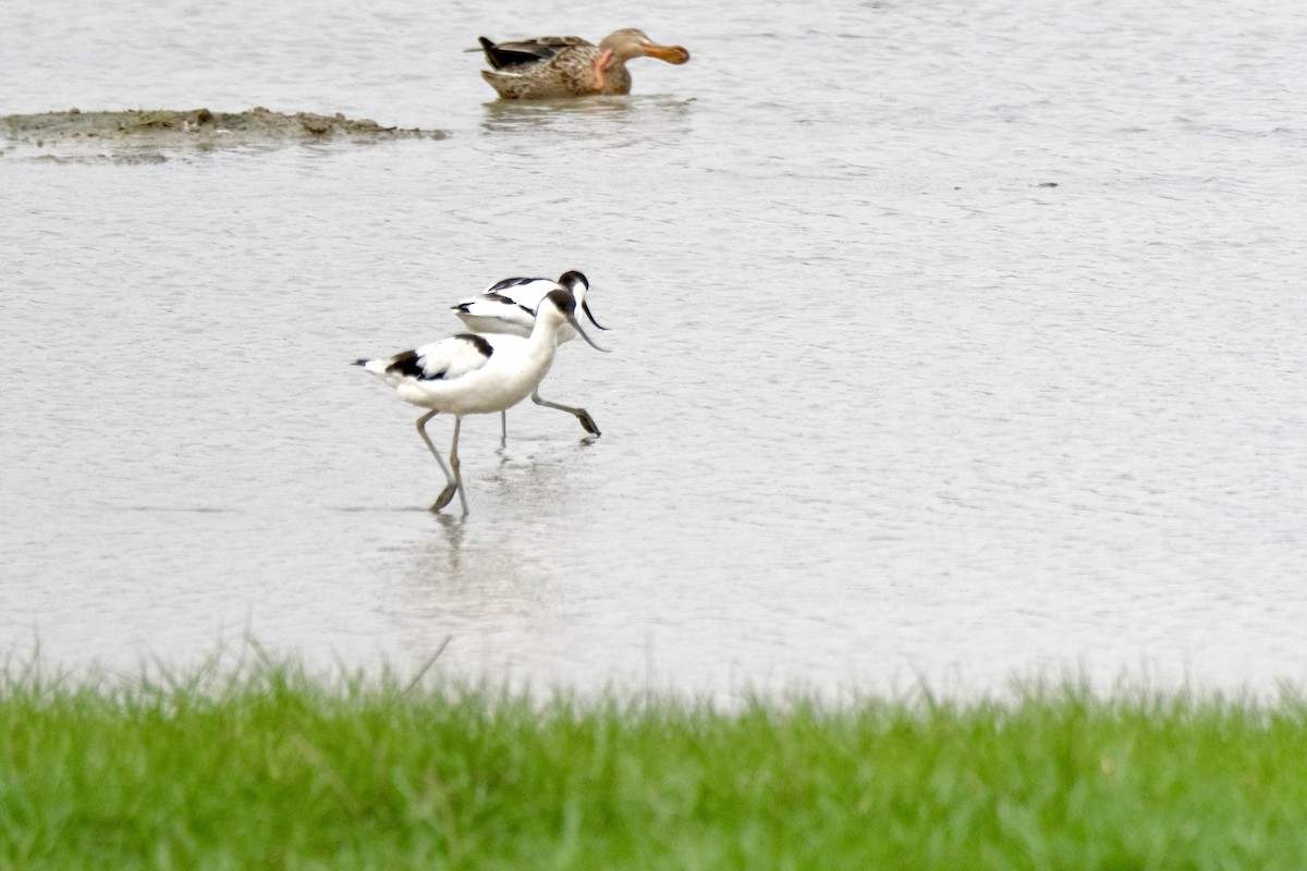 Pied Avocet - ML646871187