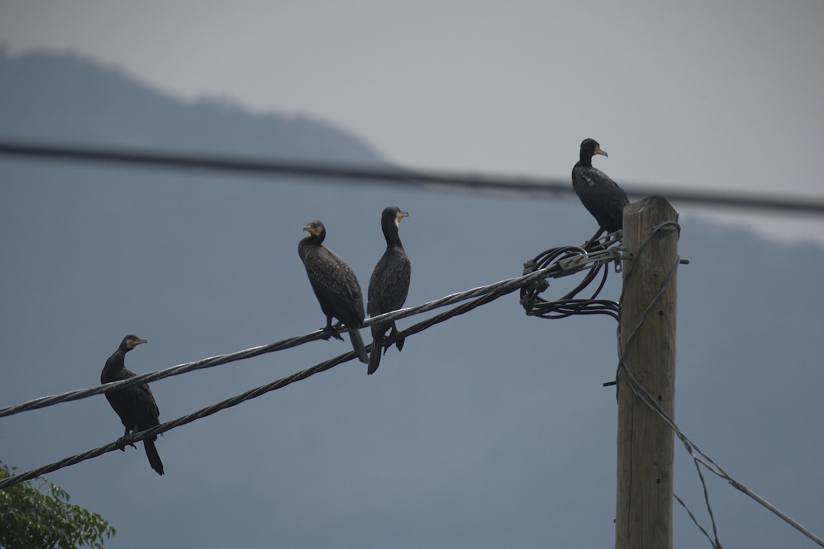 Great Cormorant - ML646871188