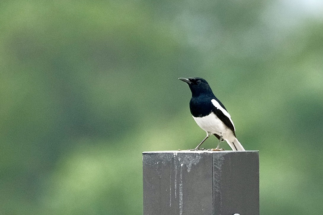 Oriental Magpie-Robin - ML646871189