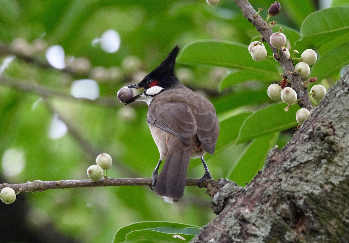 Red-whiskered Bulbul - ML646871190