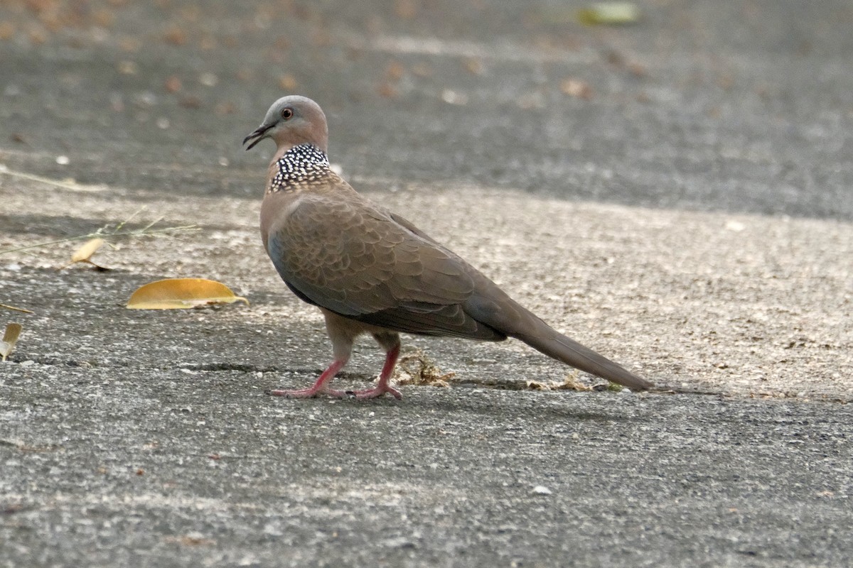Spotted Dove - ML646871191