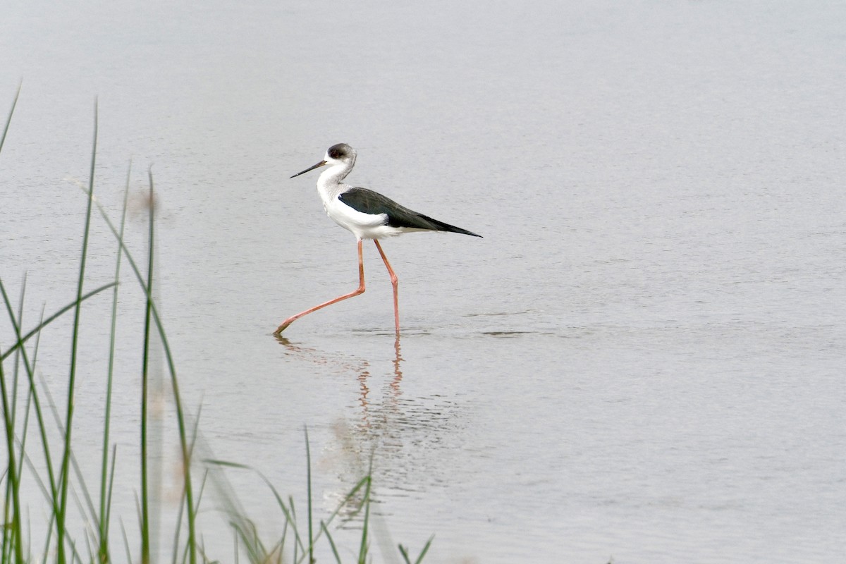 Black-winged Stilt - ML646871192