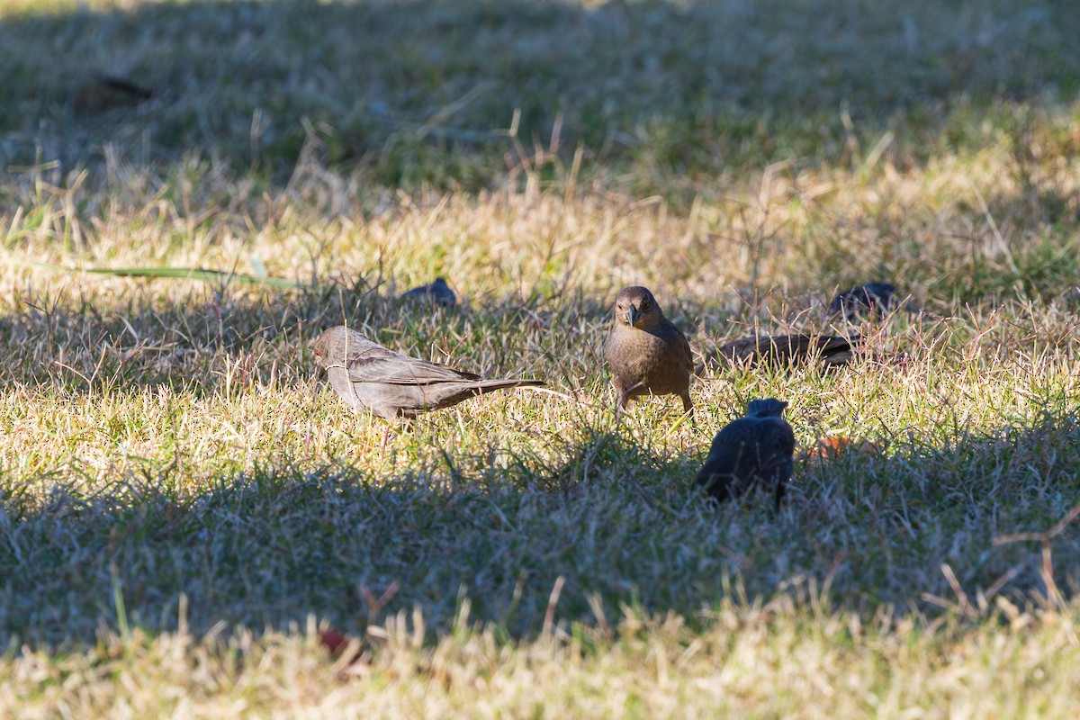 Bronzed Cowbird - ML646871193