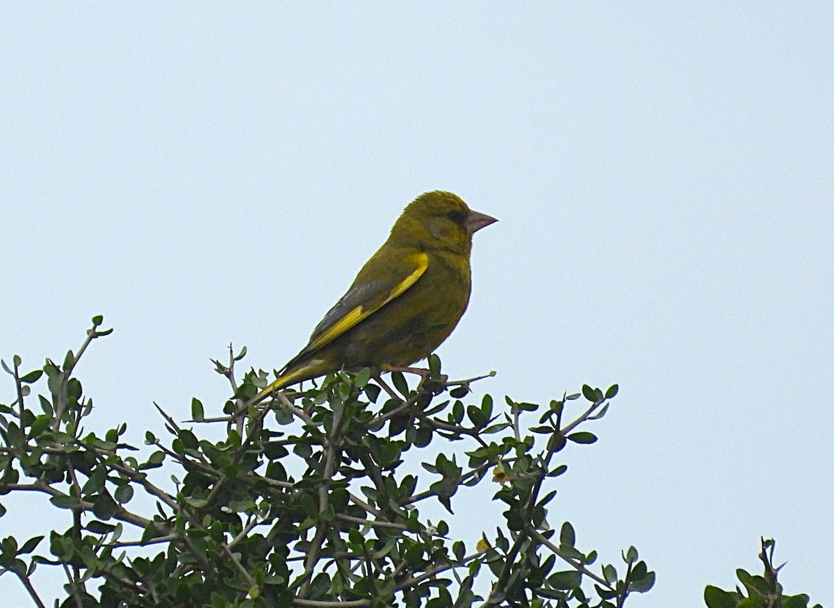 Обыкновенная зеленушка - ML646871194