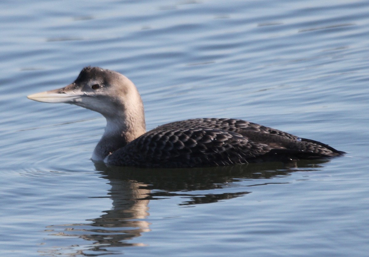 Yellow-billed Loon - ML646871207
