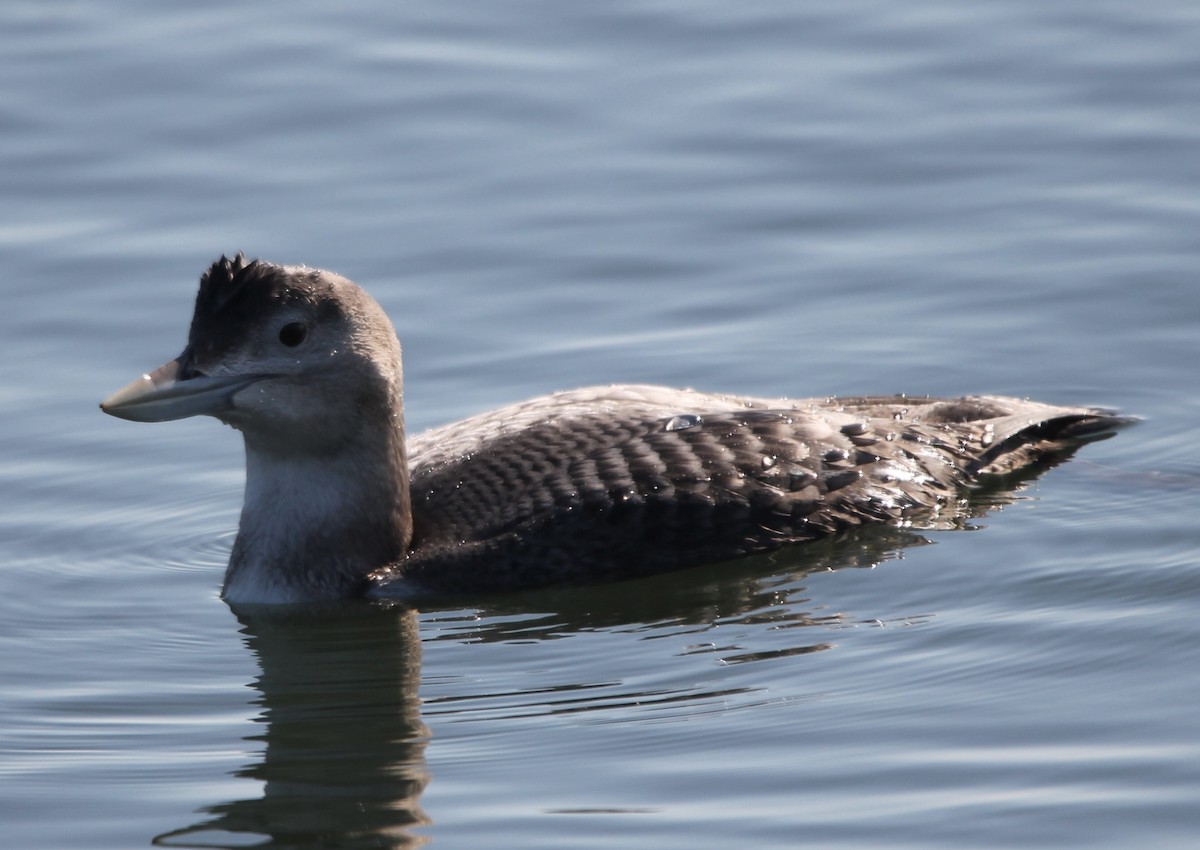 Yellow-billed Loon - ML646871208