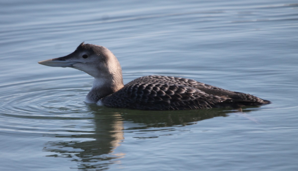 Yellow-billed Loon - ML646871209