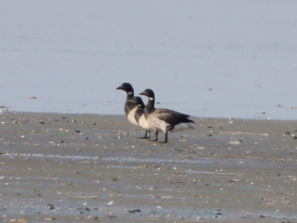 Brant - ML646871213