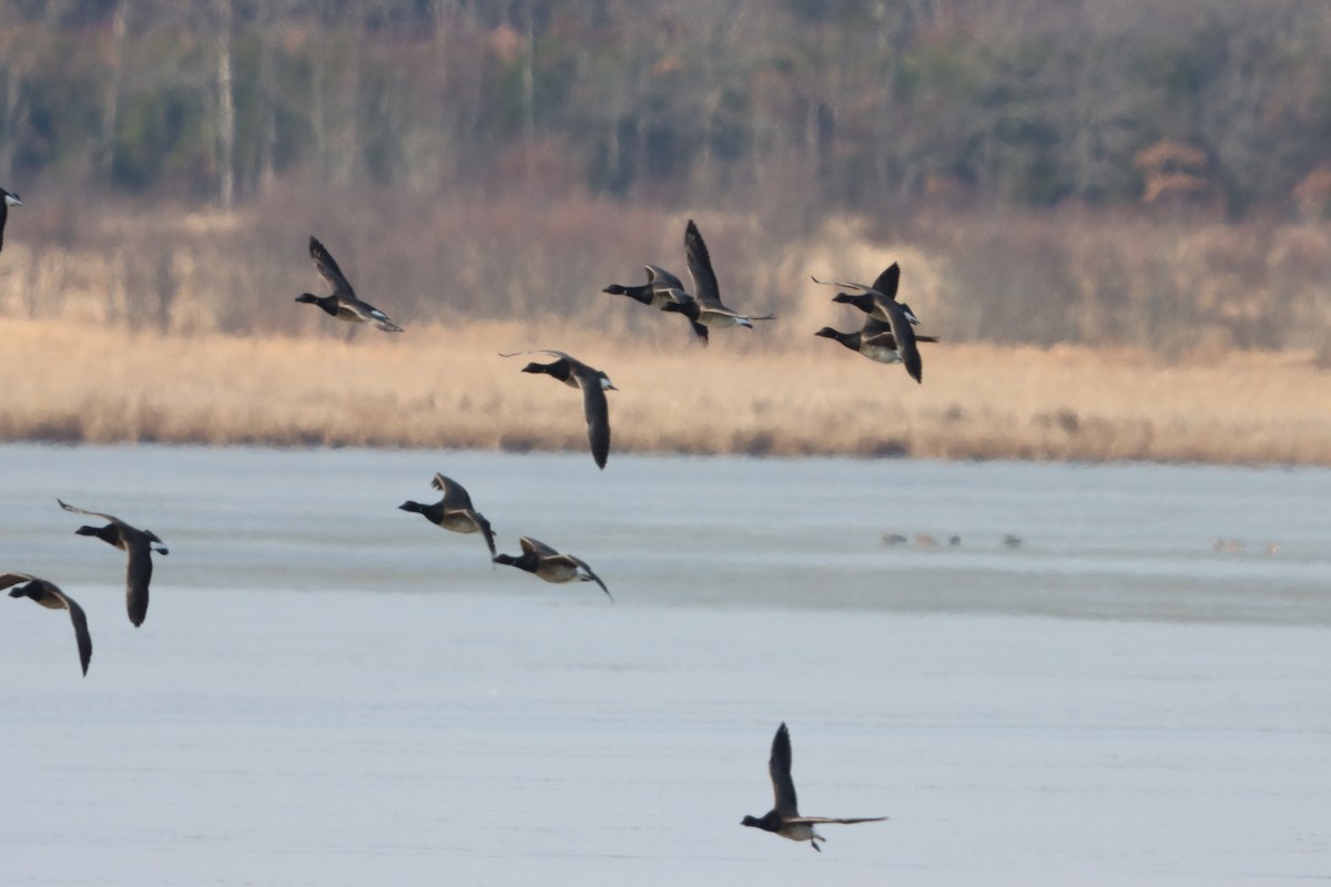 Brant - ML646871219