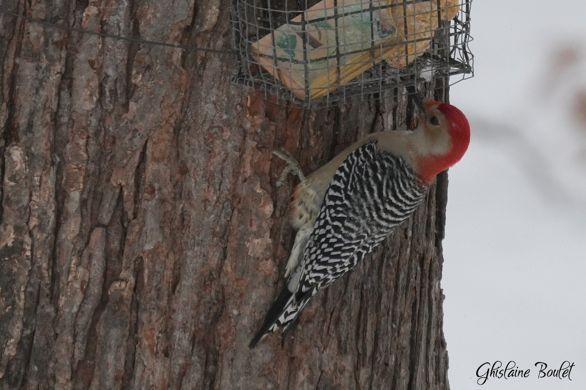 Red-bellied Woodpecker - ML646871221